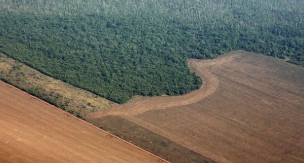 Desmatamento da Amazônia avança 16% em 2015